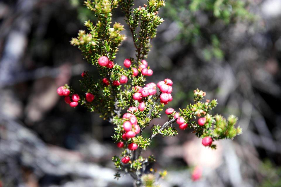 Walls of Jerusalem National Park, Tasmania 10
