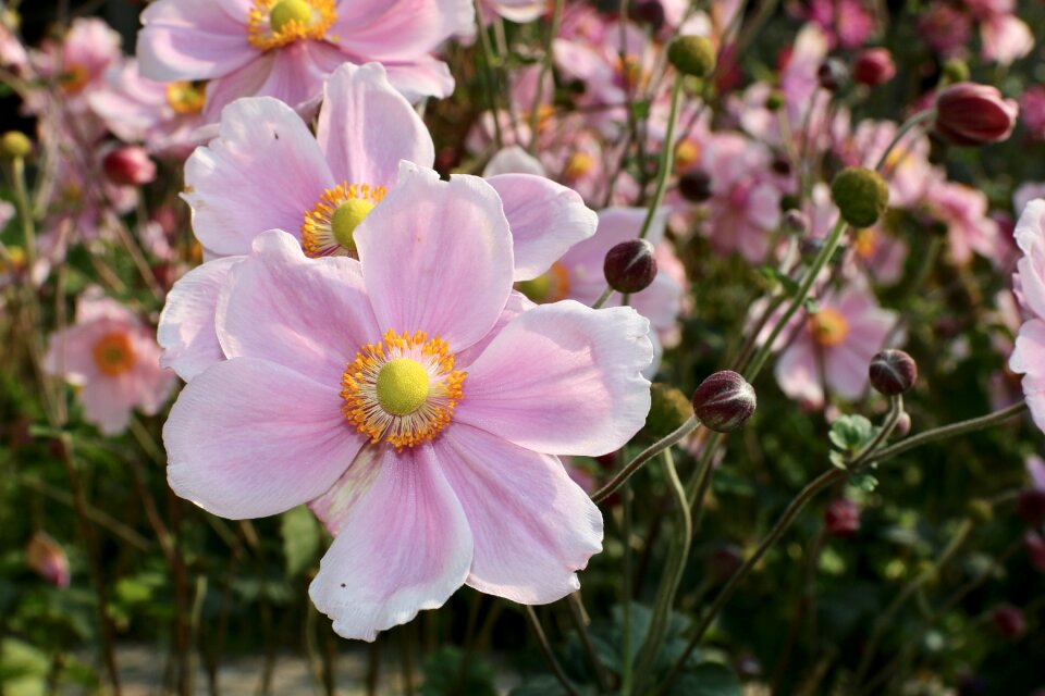 Flower garden nature pink
