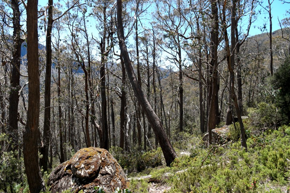 Walls of Jerusalem National Park, Tasmania 06