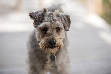 Canine schnoodle mixed breed photo