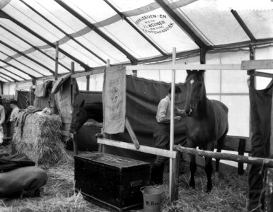 Voorbereidingen van het CHIO te Rotterdam, paarden in tenten, Bestanddeelnr 910-6383