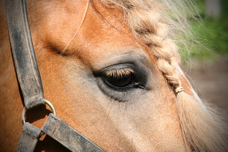 Horse head mammal animal world