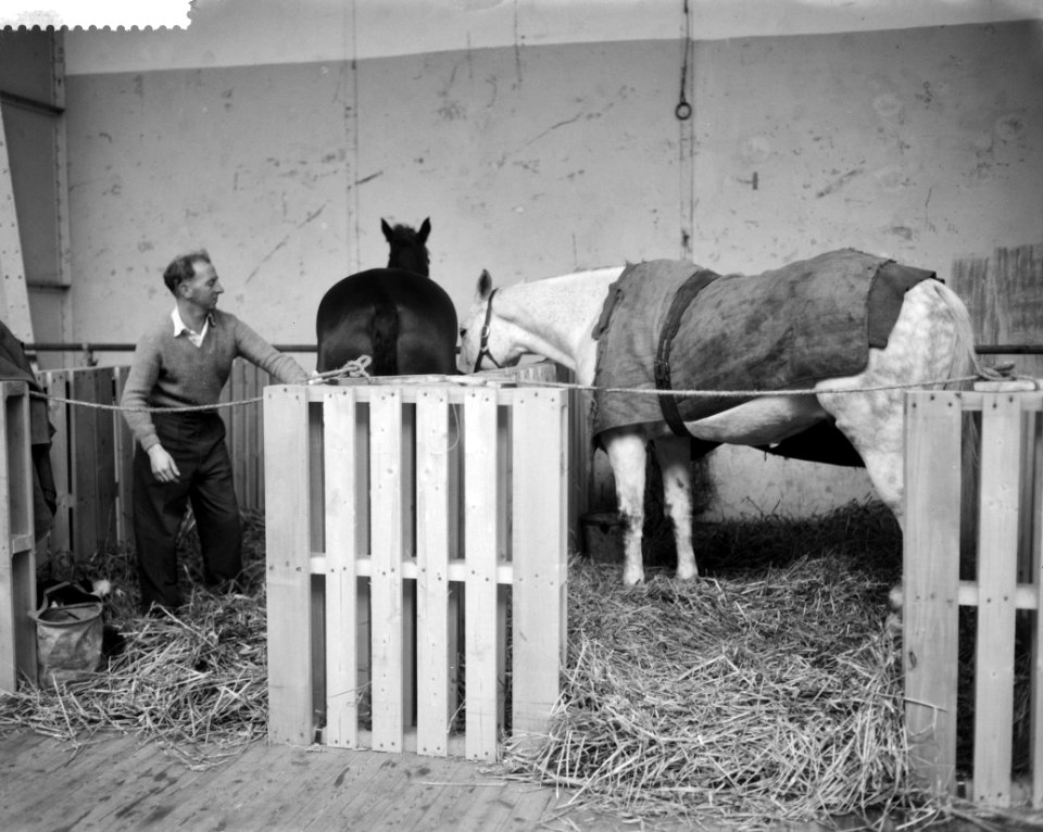 Voorbereidingen voor het Concours Hippique in de RAI, Bestanddeelnr 911-7820
