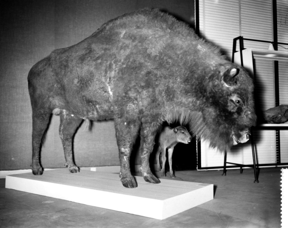 Voorbezichtiging tentoonstelling De IJsstijden in het Zoologisch Museum te Ams, Bestanddeelnr 910-8924