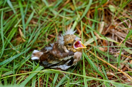 Nature wild bird photo