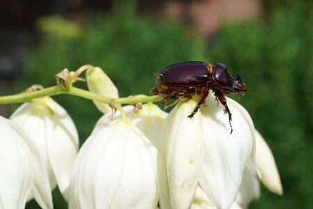 Rhinoceros beetle animal insect