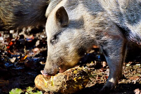 Livestock dirty mammal