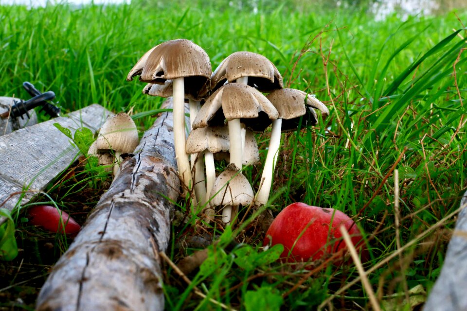 Apple grass wood pile