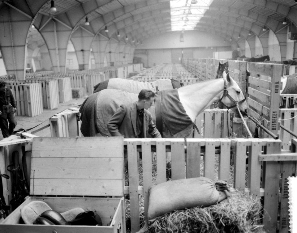 Voorbereidingen voor het Concours Hippique in de RAI paarden in de stallen, Bestanddeelnr 911-7821