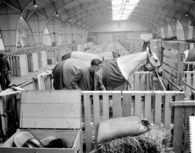 Voorbereidingen voor het Concours Hippique in de RAI paarden in de stallen, Bestanddeelnr 911-7821
