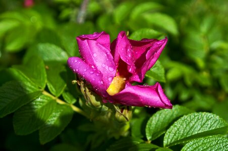 Flowers nature pink