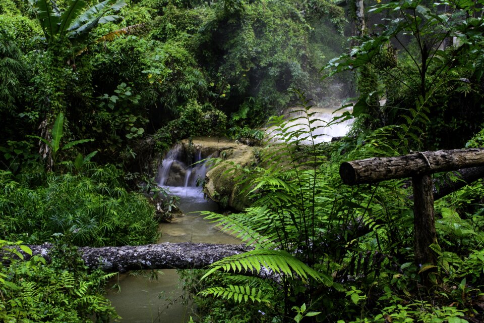 Nature jungle green photo