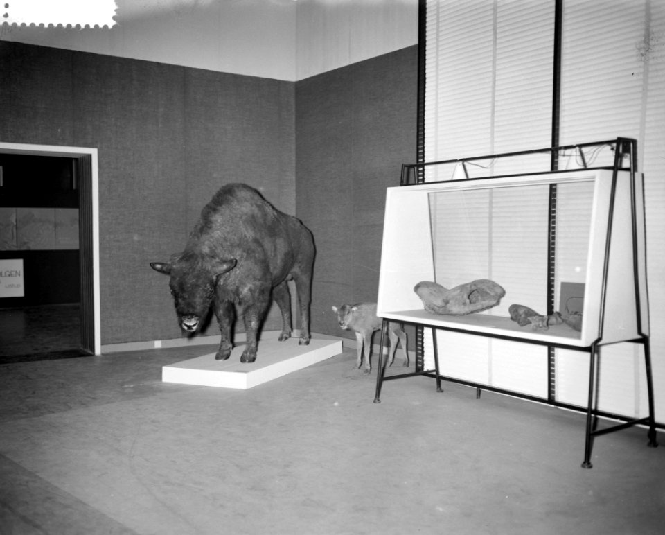 Voorbezichtiging tentoonstelling De IJsstijden in het Zoologisch Museum te Ams, Bestanddeelnr 910-8923