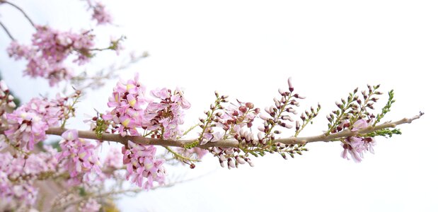 Training peach blossom southern pink flowers