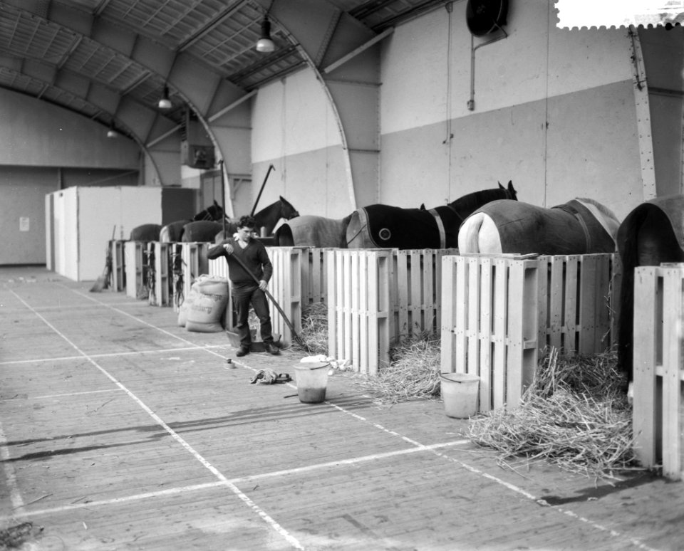 Voorbereidingen voor het Concours Hippique in de RAI paarden in de stallen, Bestanddeelnr 911-7823