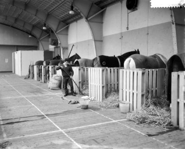 Voorbereidingen voor het Concours Hippique in de RAI paarden in de stallen, Bestanddeelnr 911-7823