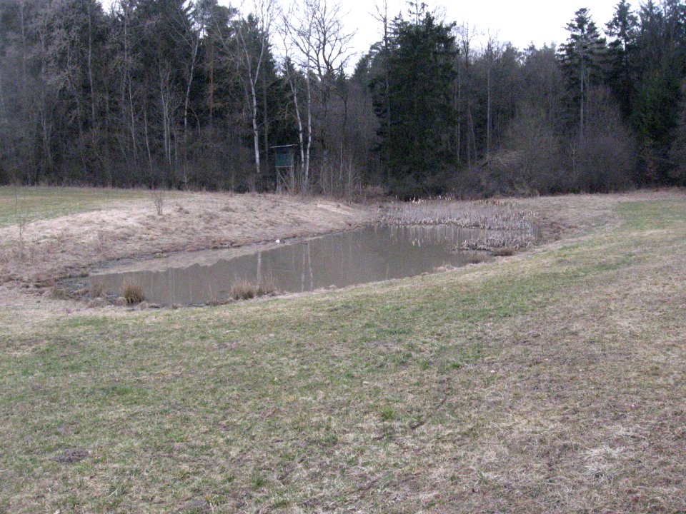 Vom linken Oberlauf des Schießbachs bei Obersontheim durchflossener Weiher am Waldrand des Birngründles