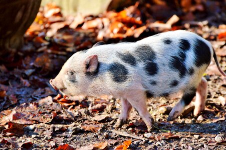 Young animal sow livestock photo