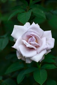 Flowers autumn rose silver