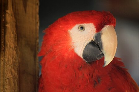 Parrot animal tropical bird