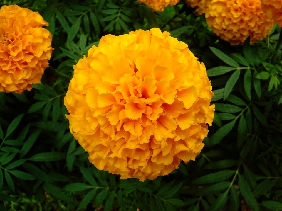 Yellow plant marigold