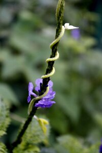 Plant leaf survey song