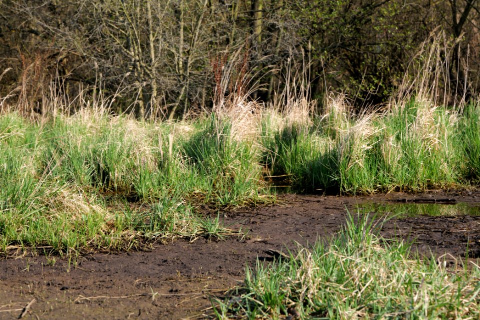 Volkspark Wuhlheide 2021-04-20 42