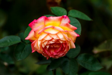 Autumn rose pink yellow photo