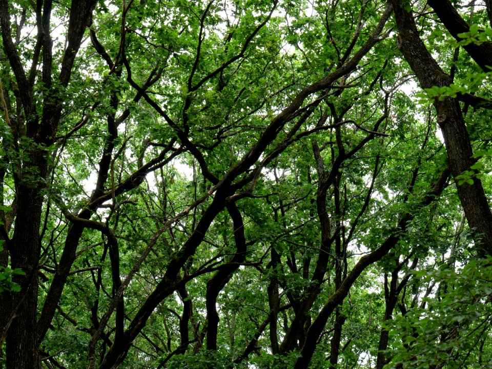 Volkspark Jungfernheide 37