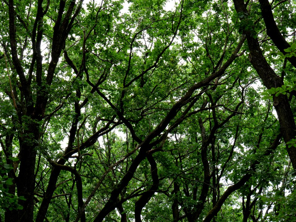 Volkspark Jungfernheide 38