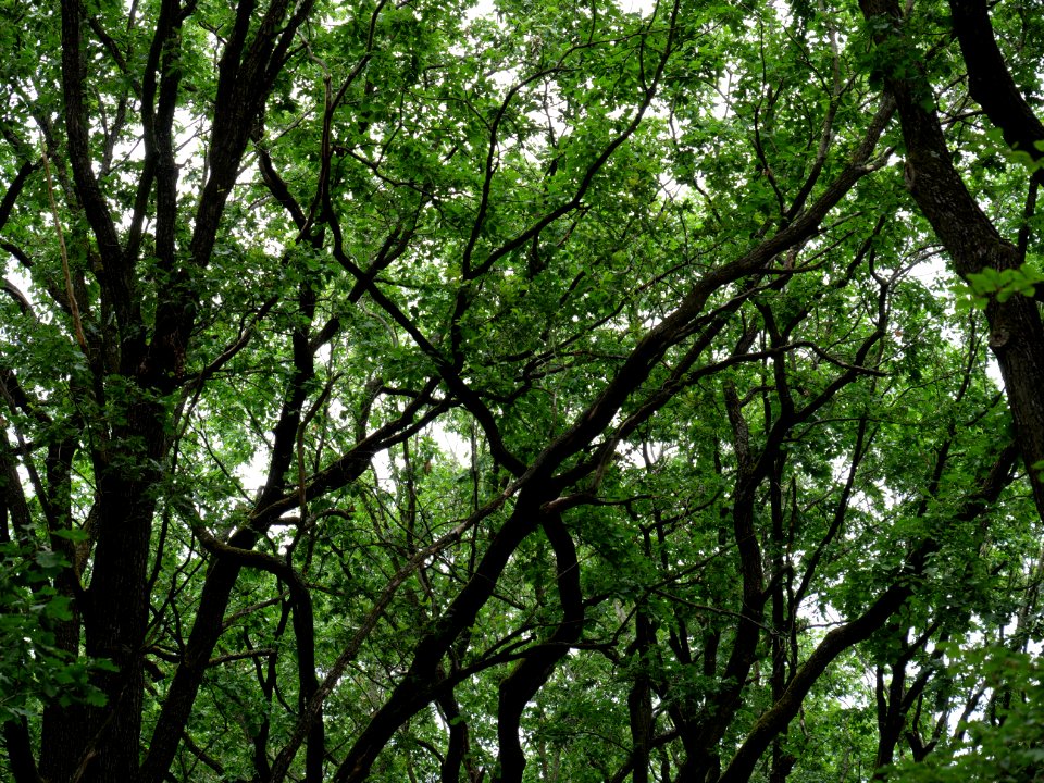 Volkspark Jungfernheide 36