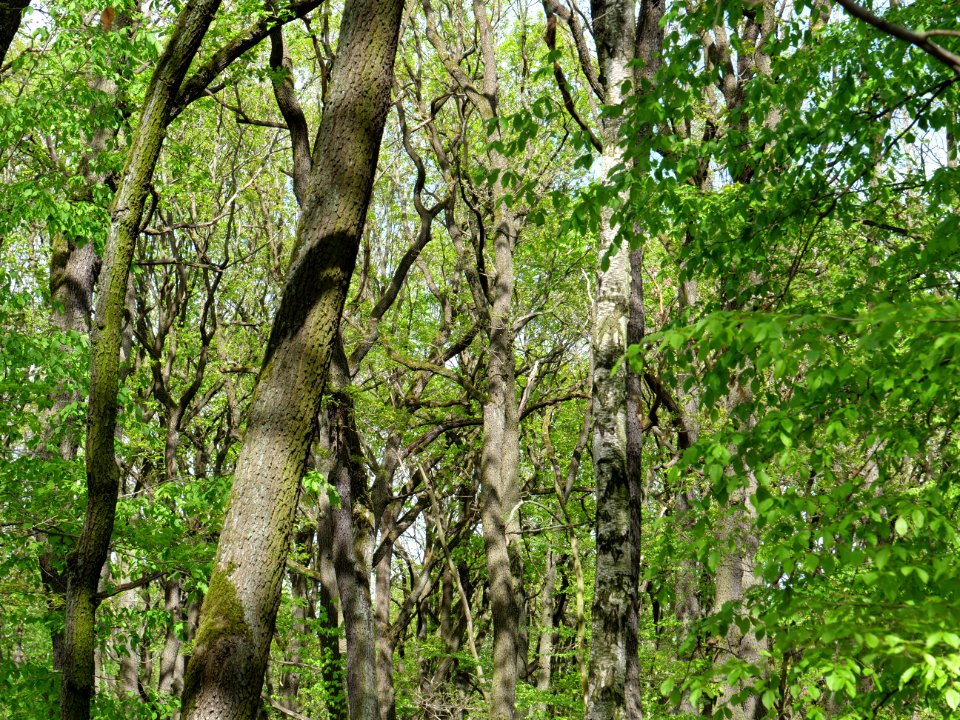 Volkspark Jungfernheide 23