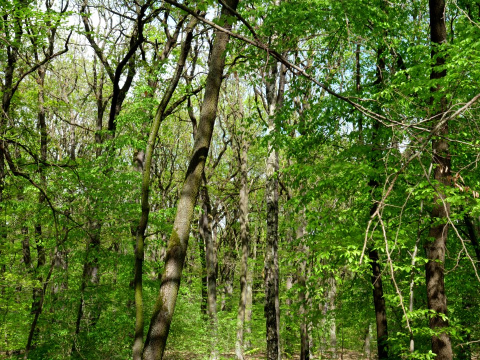 Volkspark Jungfernheide 22