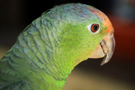 Parrot animal tropical bird