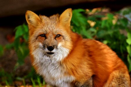 Animal portrait nature creature