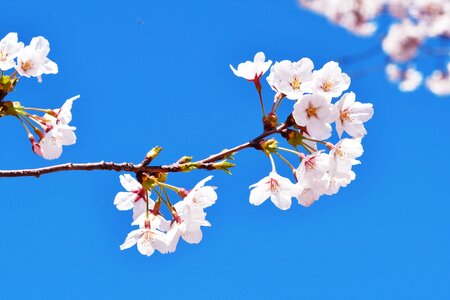 Cherry blossom sakura spring flowers photo