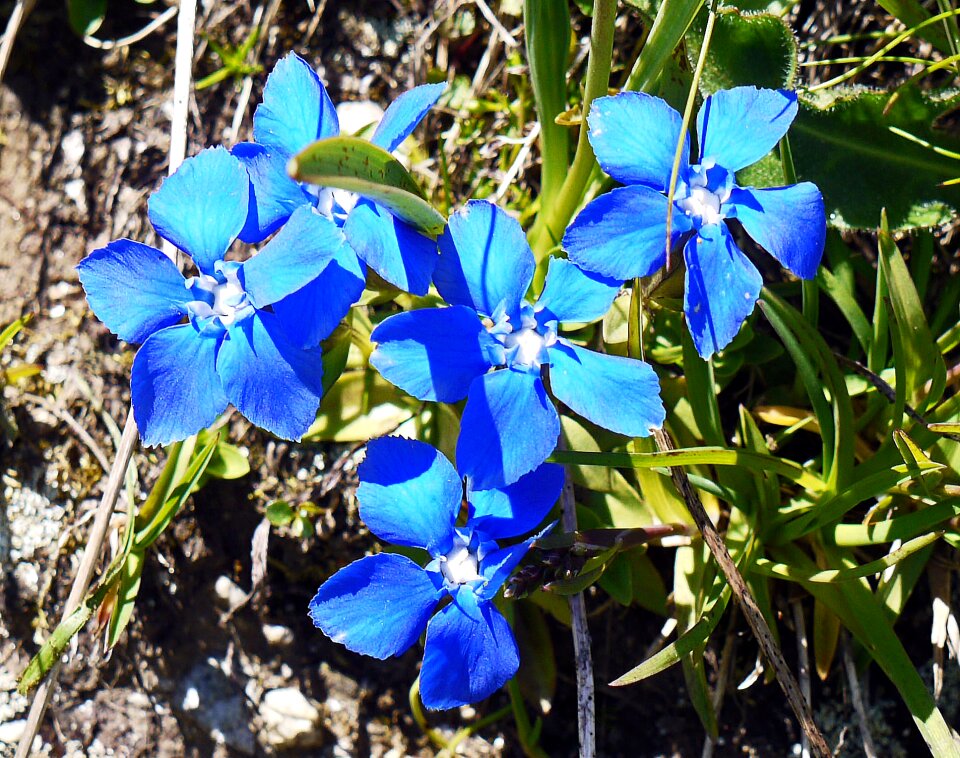 High mountains mountain meadow blue