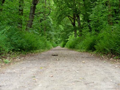 Volkspark Jungfernheide 33