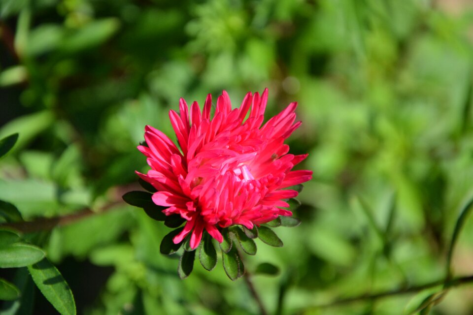 Red flowers red flower nature