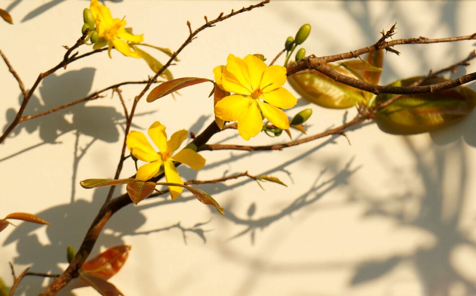Mai busty apricot yellow spring vietnam