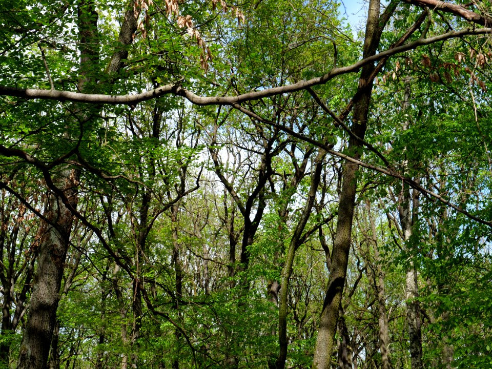 Volkspark Jungfernheide 25