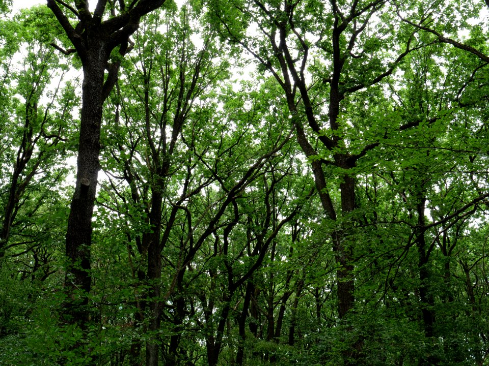 Volkspark Jungfernheide 39