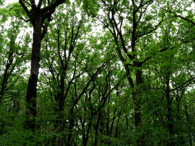 Volkspark Jungfernheide 39