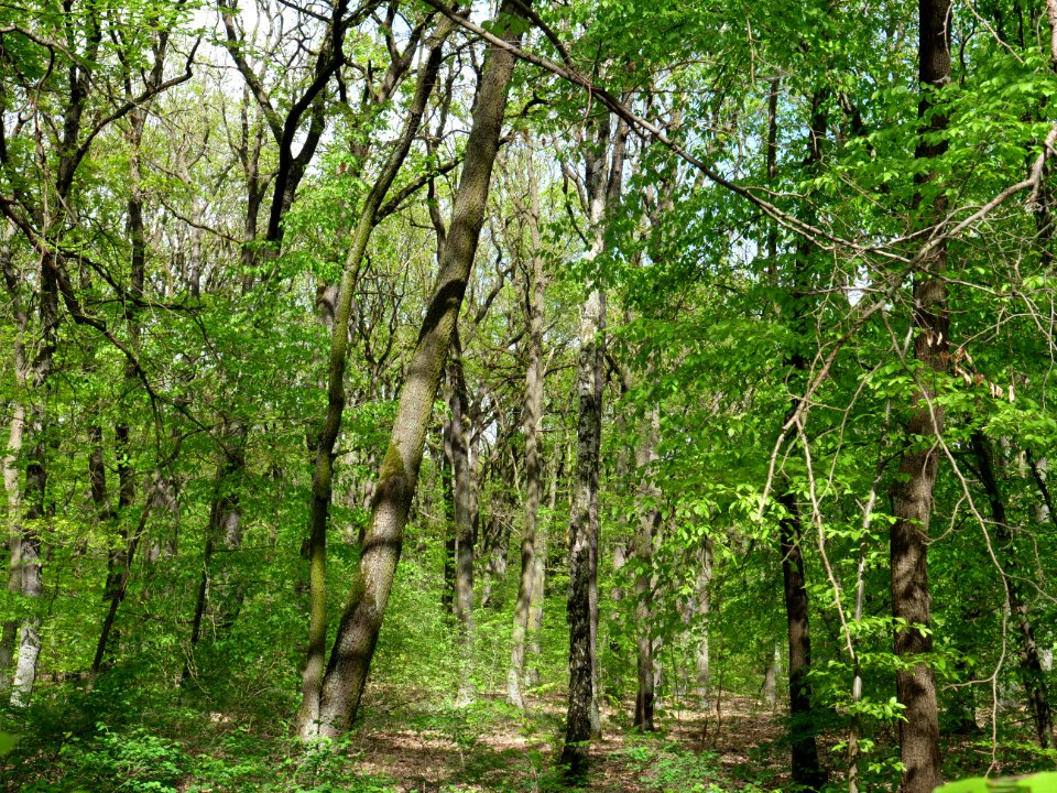 Volkspark Jungfernheide 21