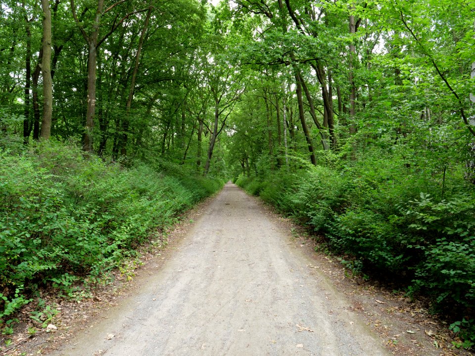 Volkspark Jungfernheide 31