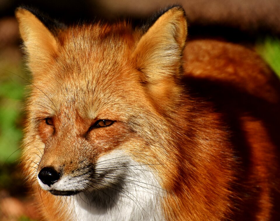 Animal portrait nature creature