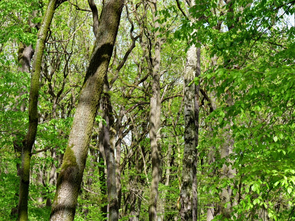 Volkspark Jungfernheide 24