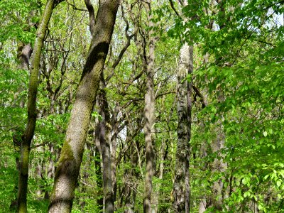 Volkspark Jungfernheide 24