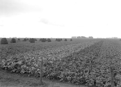 Volkstuinen, gewassen, bonen, rode bieten, kool, erwten, Malburgen, Bestanddeelnr 192-1360
