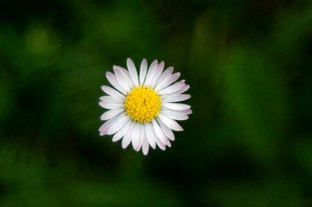 Flower summer daisy